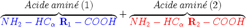  \begin{matrix} Acide \, amin\acute{e} \, (1) \\ \overbrace{ {\color{Blue}NH_2 - HC_\alpha\ \mathbf{R}_1 - COOH} } \end{matrix} + \begin{matrix} Acide \, amin\acute{e} \, (2) \\ \overbrace{ {\color{Red}NH_2 - HC_\alpha\ \mathbf{R}_2 - COOH} } \end{matrix} 